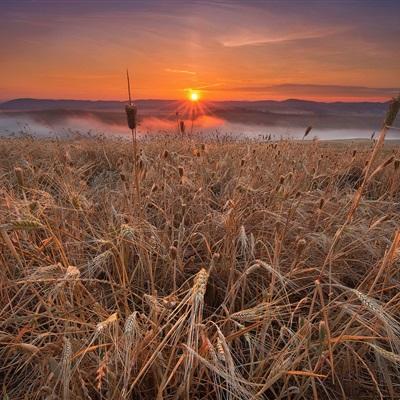 新疆夏粮开秤收购 预计收购小麦365万吨
